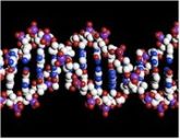 El genoma humano